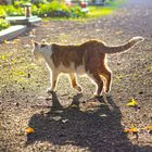 A cat visiting his owner :(