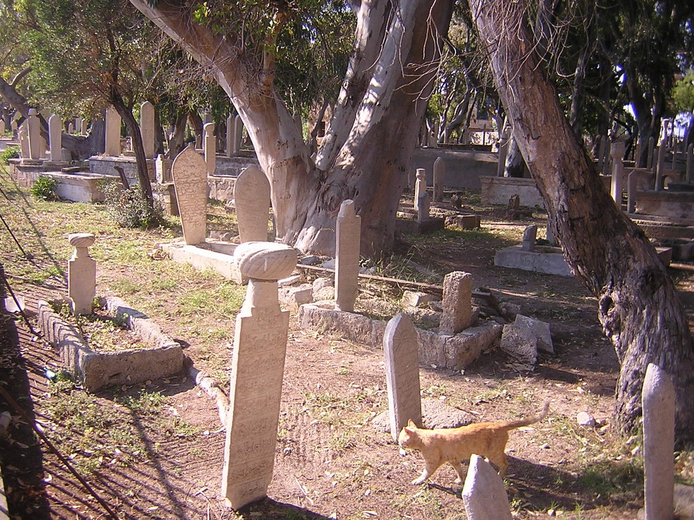 a cat walking in the old muslim cemetery in Rhodes Island