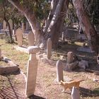 a cat walking in the old muslim cemetery in Rhodes Island