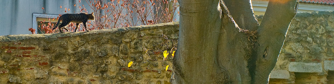 A cat walks by on a wall