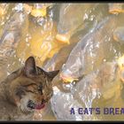 A CAT's DREAM