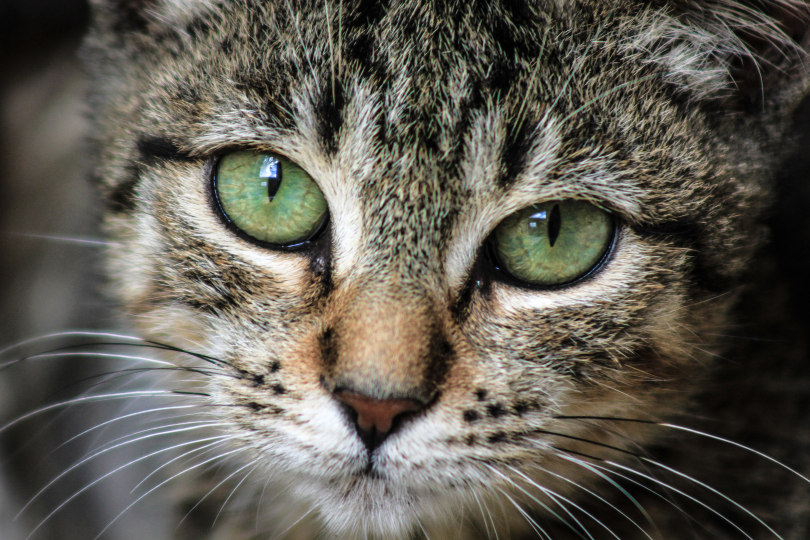 A cat's eyes