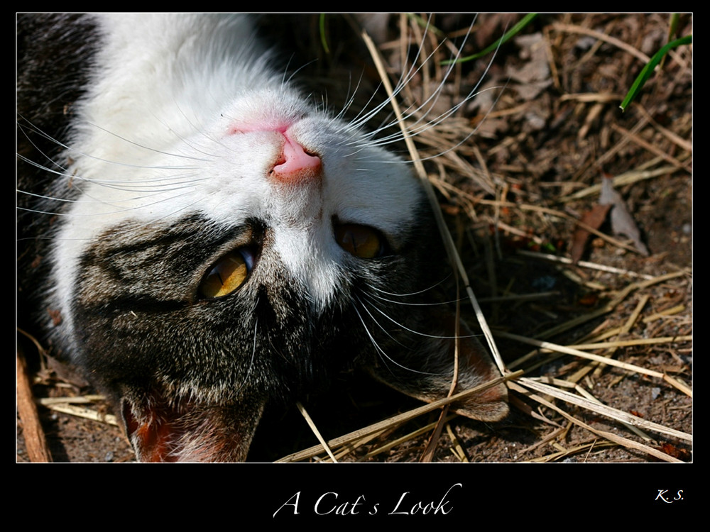 | A Cat`s Look |