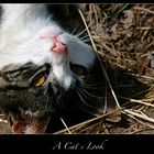 | A Cat`s Look |