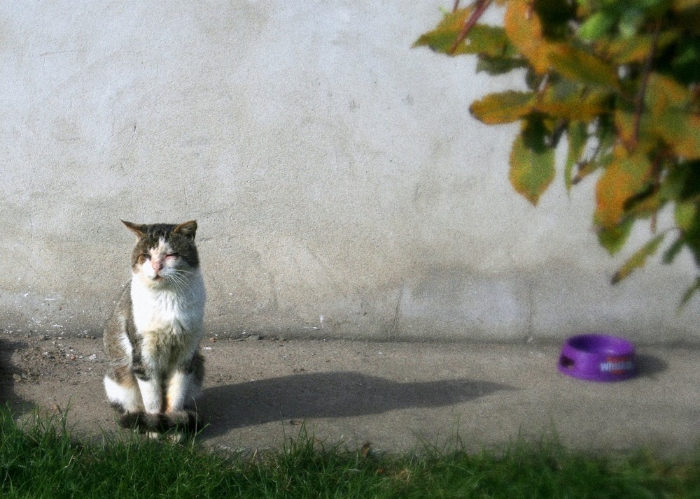 a cats sunbeam