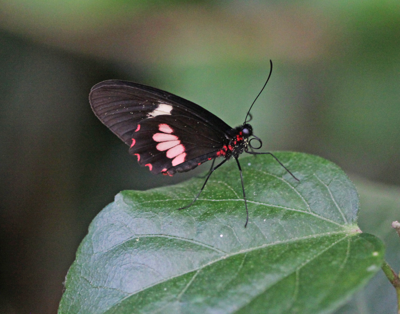 A Cattleheart Butterfly  (Parides arcas)