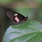 A Cattleheart Butterfly  (Parides arcas)