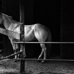 " A caval donato non si guarda in bocca..."