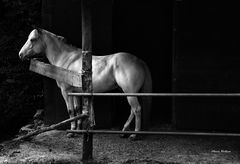 " A caval donato non si guarda in bocca..."