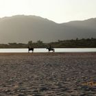 A cavallo in Sardegna