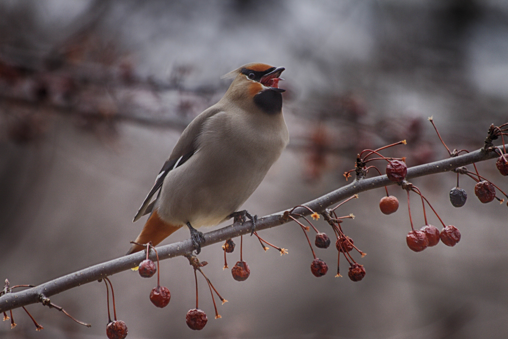 A Cedar Waxwing