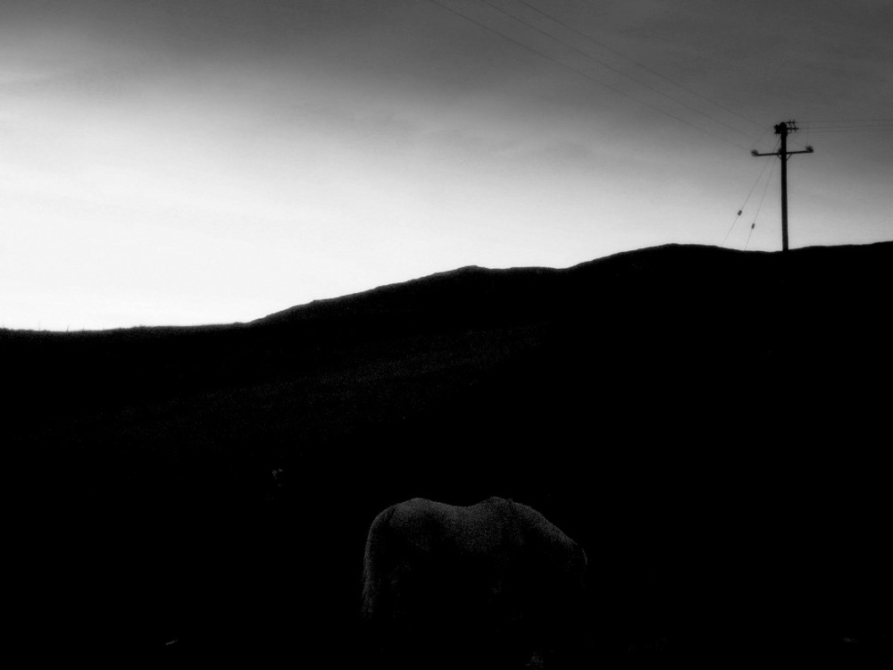 A Celtic Horse Hidden in the Dark