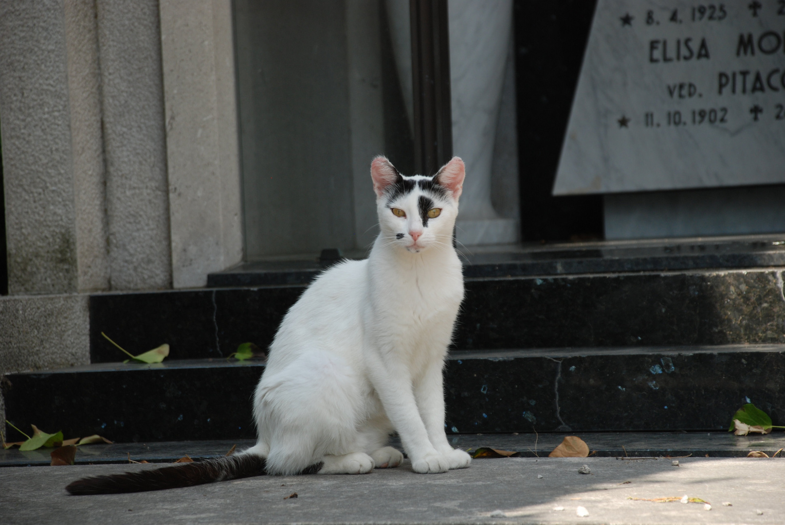 A cemetery cat