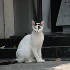 A cemetery cat