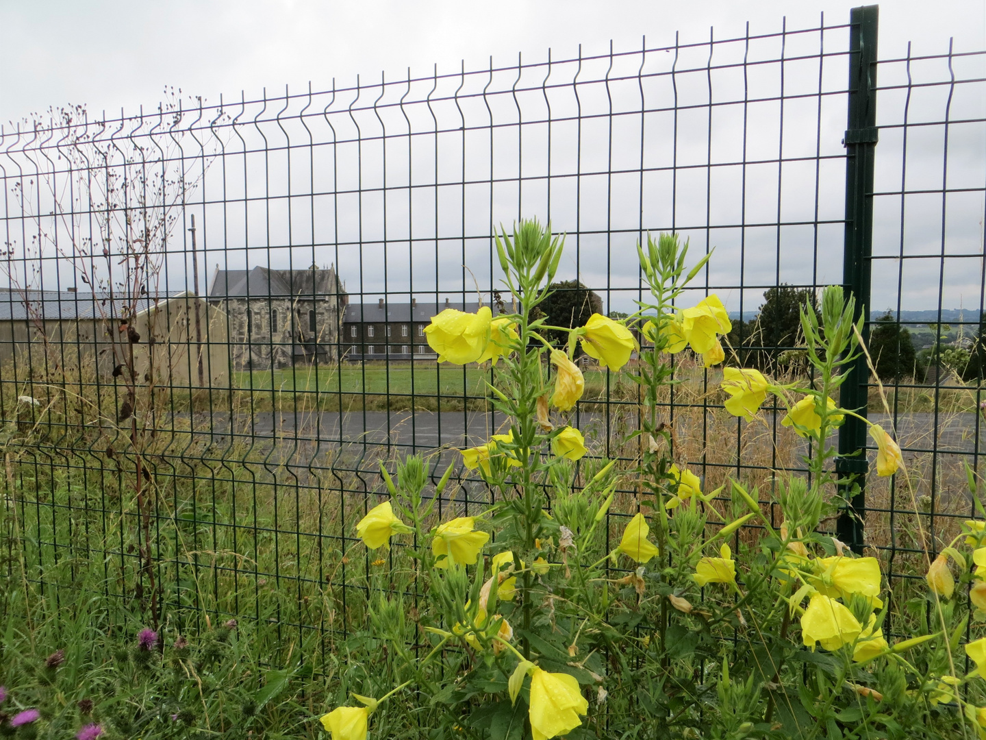 à chacun son mimosa