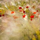 A chain of flowers 