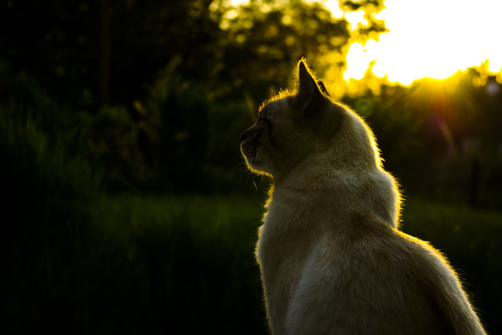 A chat au soleil