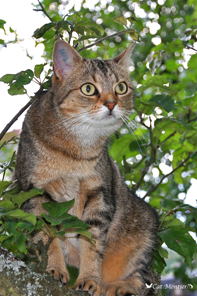 à chat perché