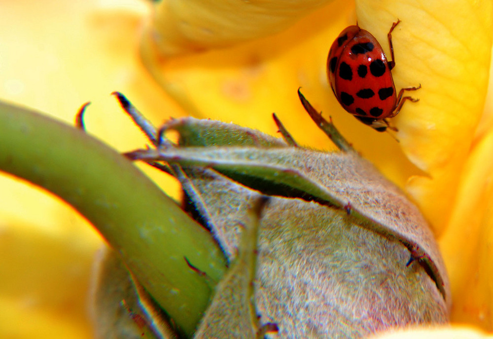 A cheeky ladybird...