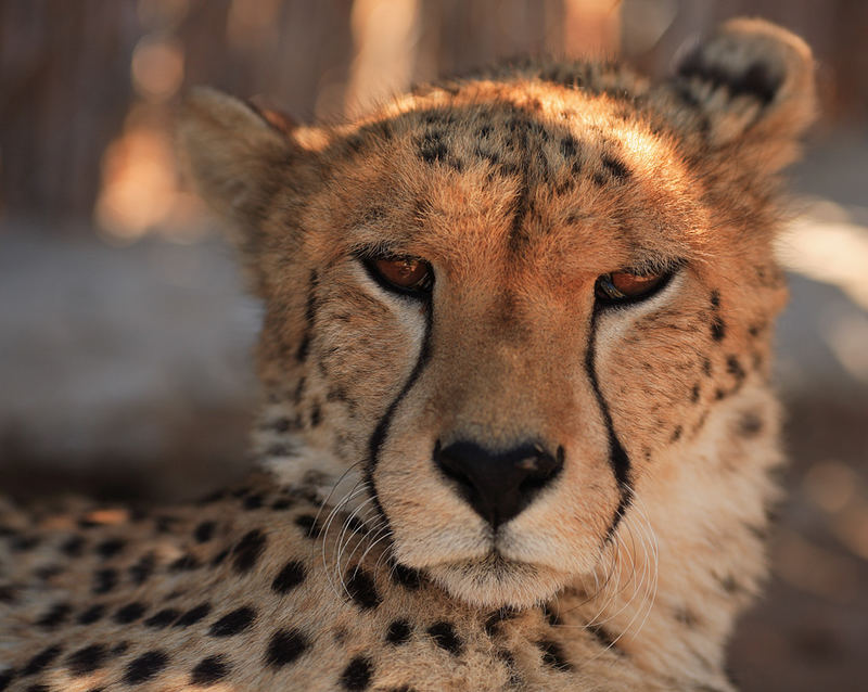 A Cheetah in the evening sun