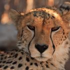 A Cheetah in the evening sun