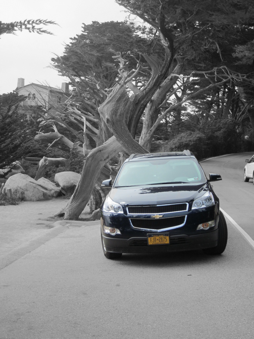 A Chevrolet and the Ghost Tree at the 17-Mile Drive