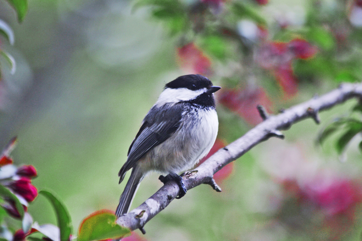 A Chickadee