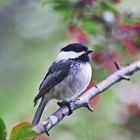 A Chickadee