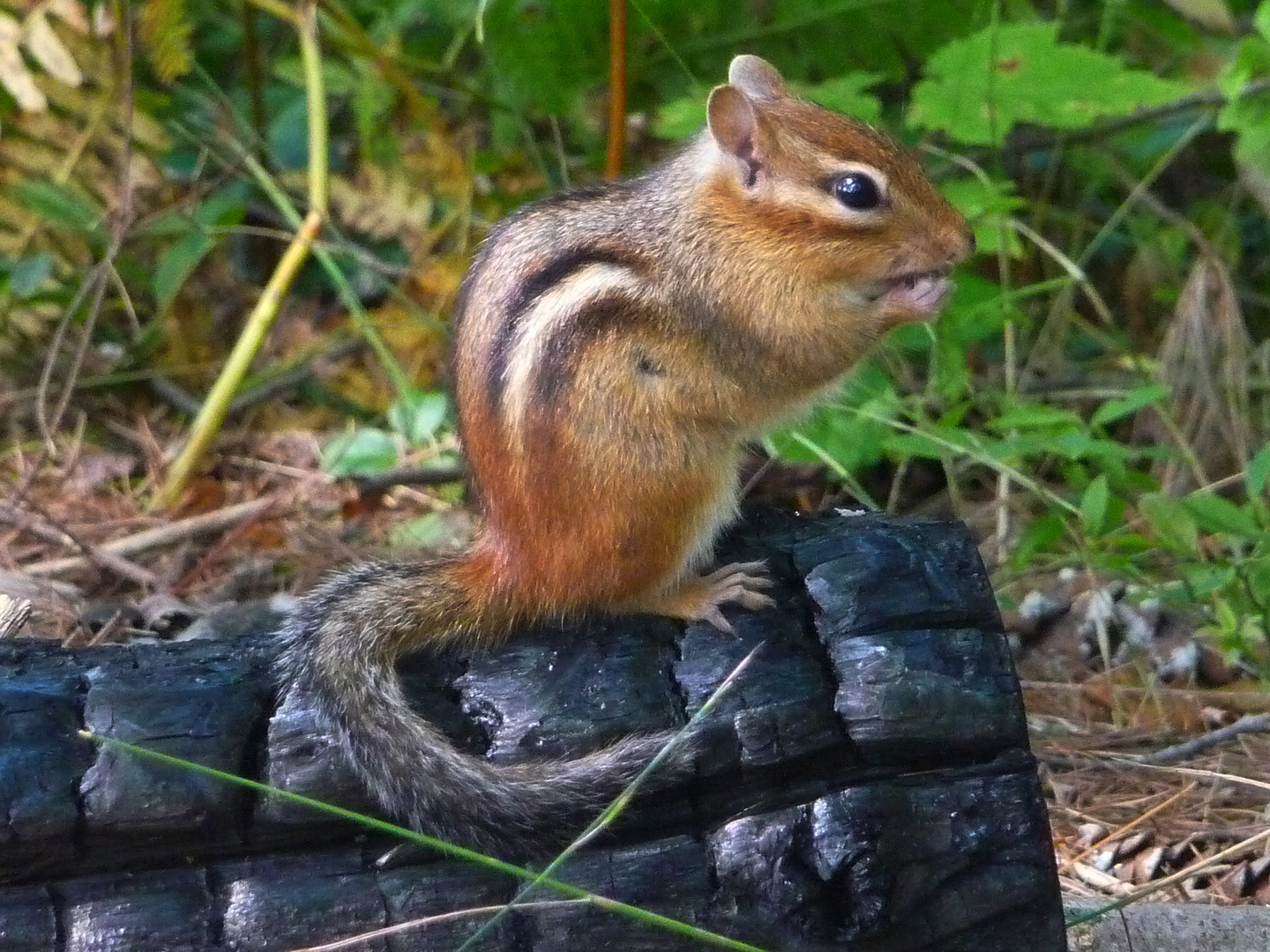 A Chipmunk On A Charred Log 