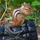 A Chipmunk On A Charred Log 