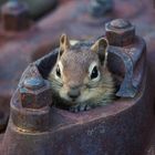 A Chipmunks Shelter