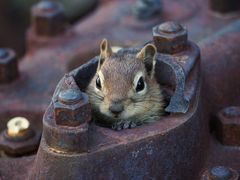 A Chipmunks Shelter