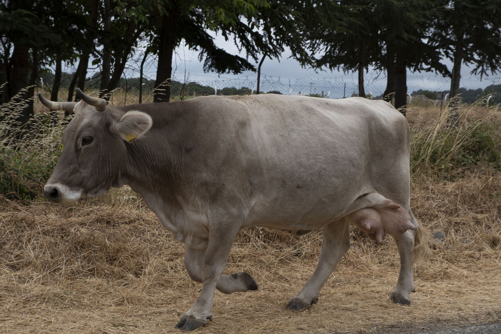 A ciascuno il suo "fardello"