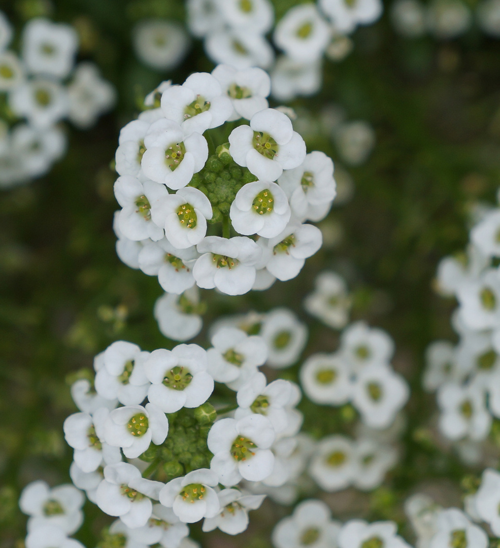 A classificar - Unknown flower