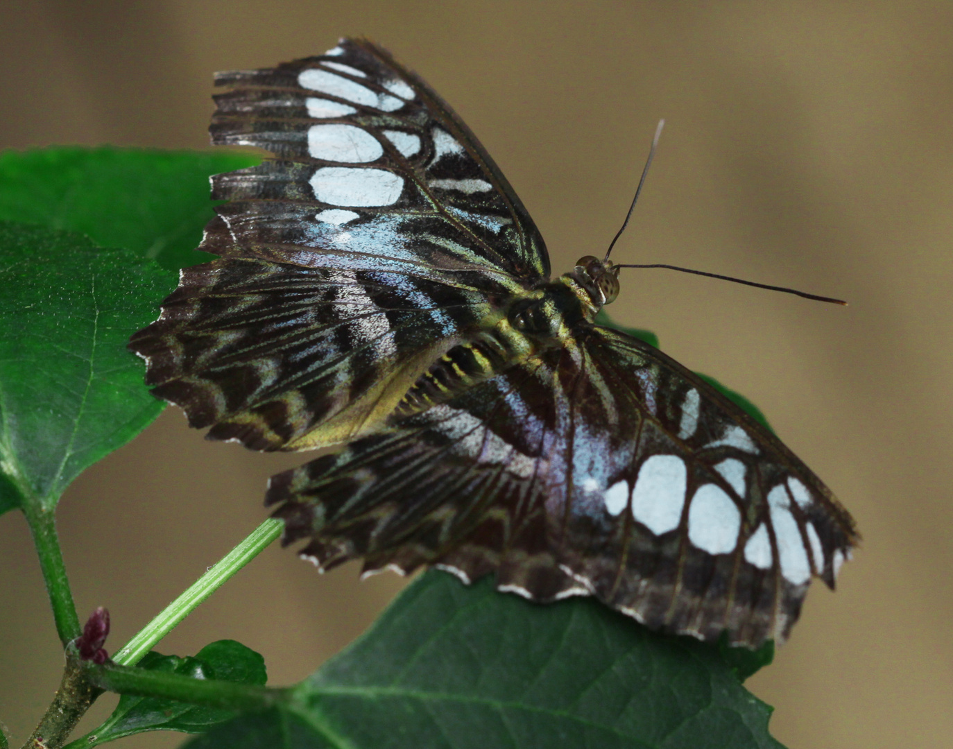 A Clipper Butterfly  (Parthenos sylvia)