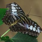 A Clipper Butterfly  (Parthenos sylvia)