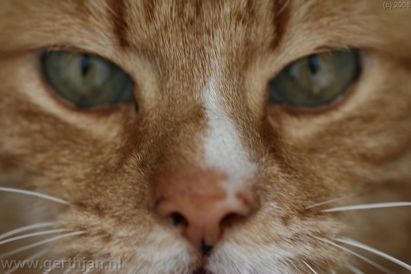 A close-up of my cat.