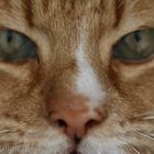 A close-up of my cat.