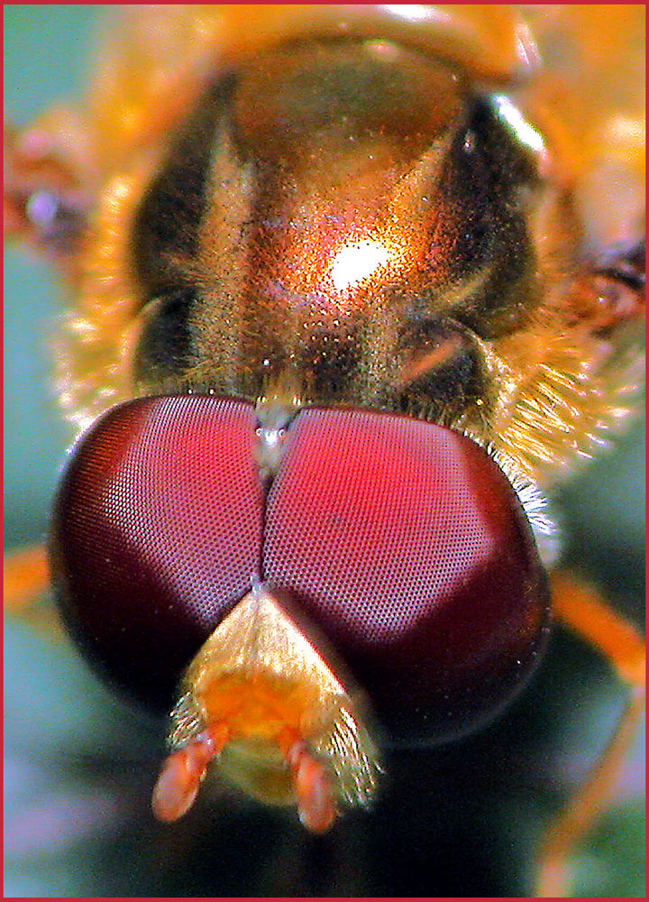 a closer look at the eyes of the fly