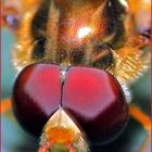 a closer look at the eyes of the fly