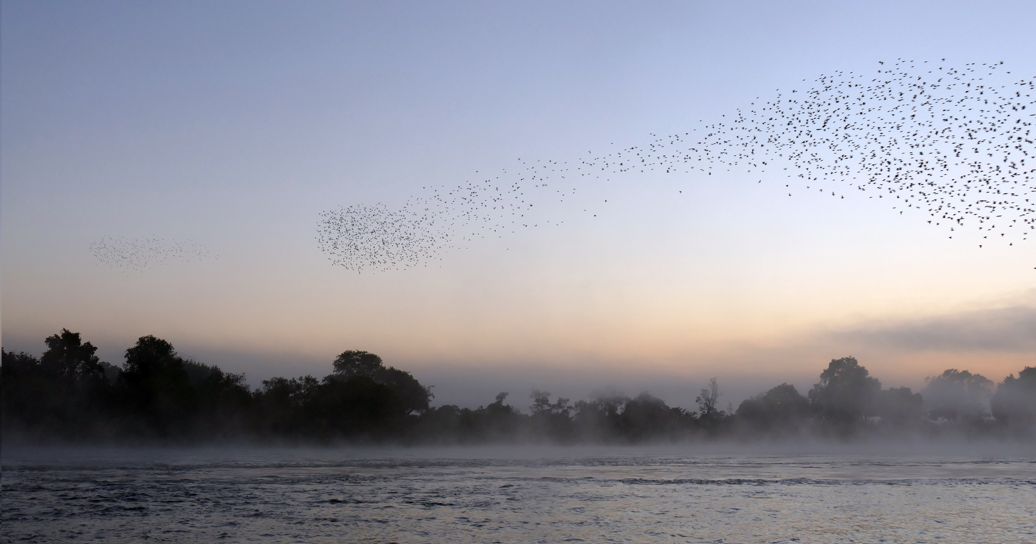 A cloud of red billed quelea crossing the Zambezi