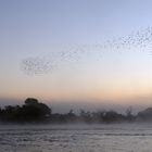 A cloud of red billed quelea crossing the Zambezi