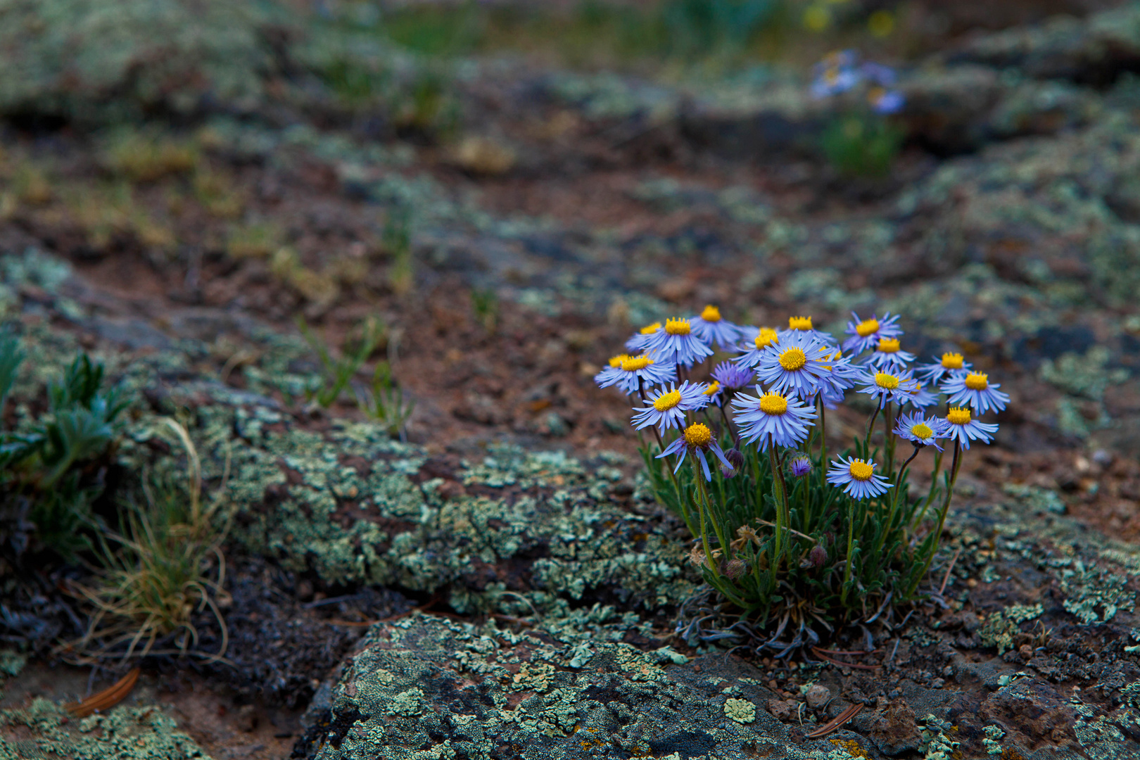 A Clump of Asters