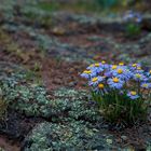 A Clump of Asters