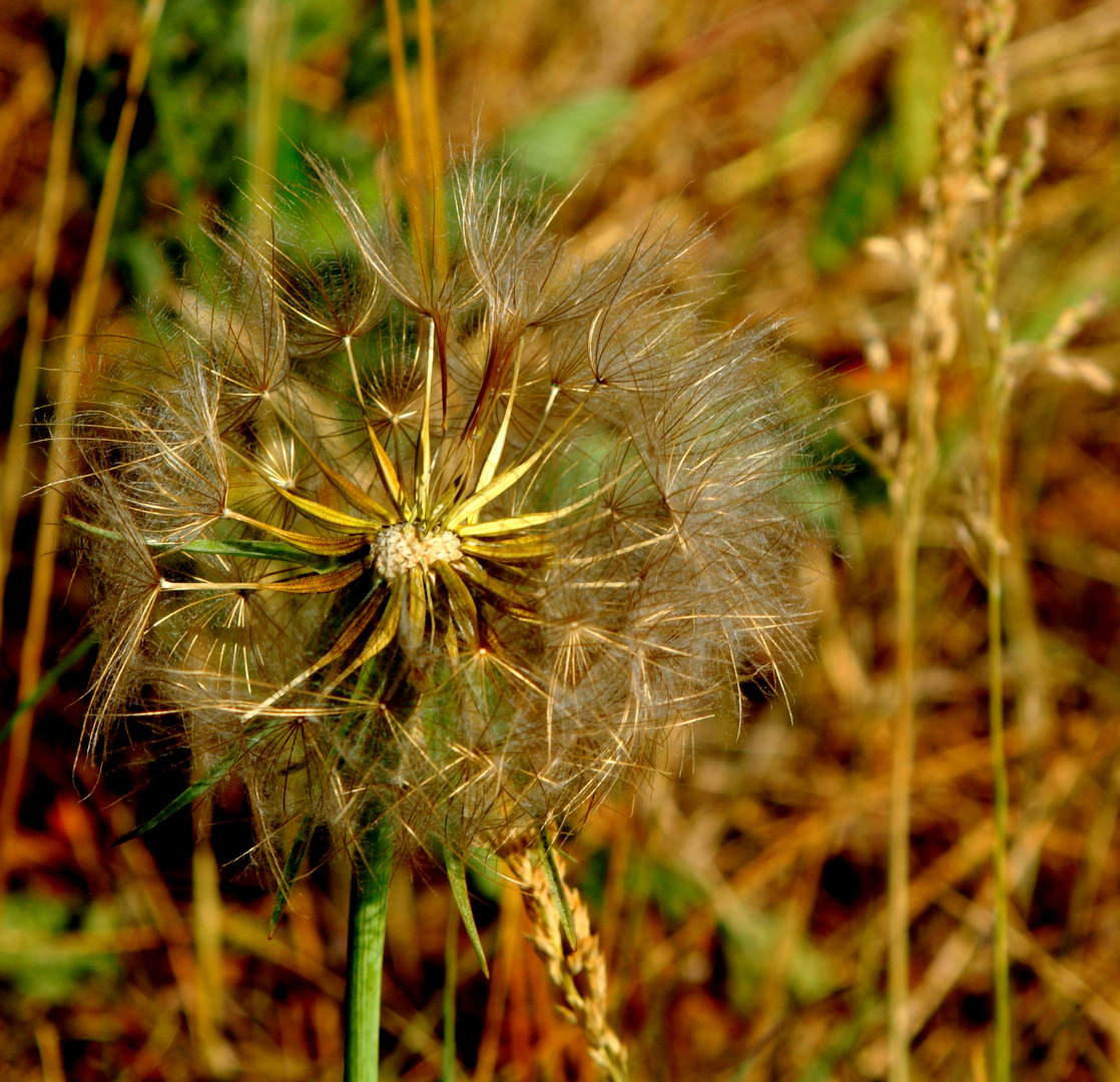 a coeur ouvert