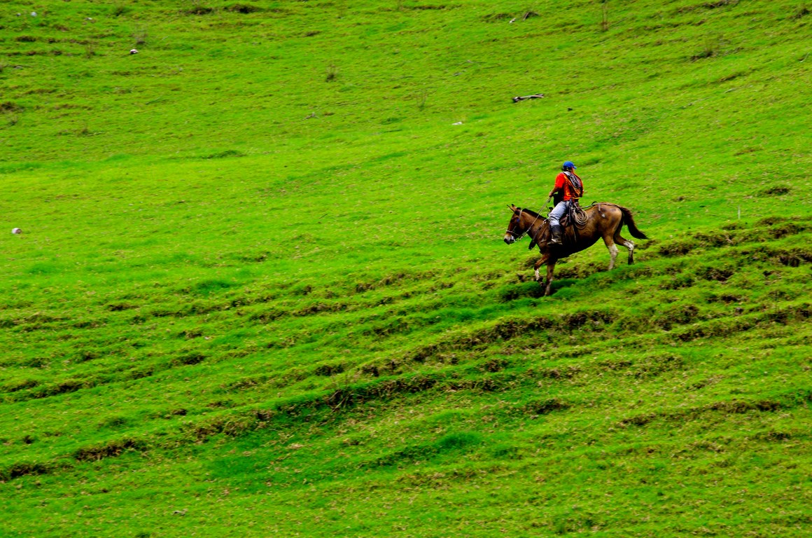 A colombian cowboy and his mule