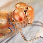 A colorful Dragonfly...