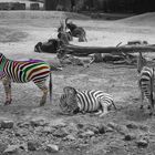 A Colorful zebra