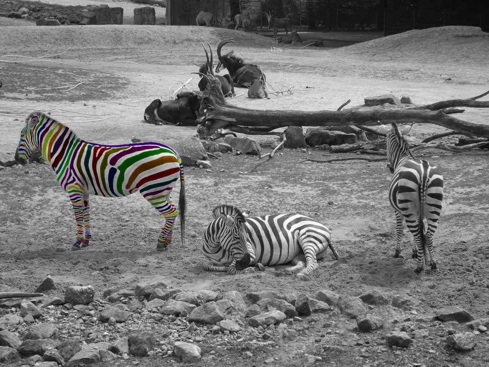 A Colorful zebra