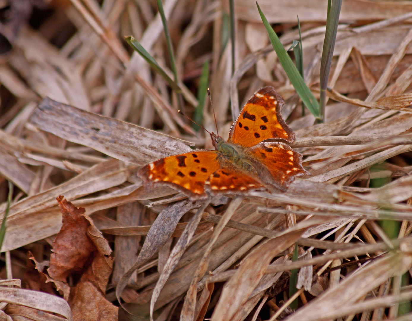 A Comma Butterfly  (Polygonis c-album)